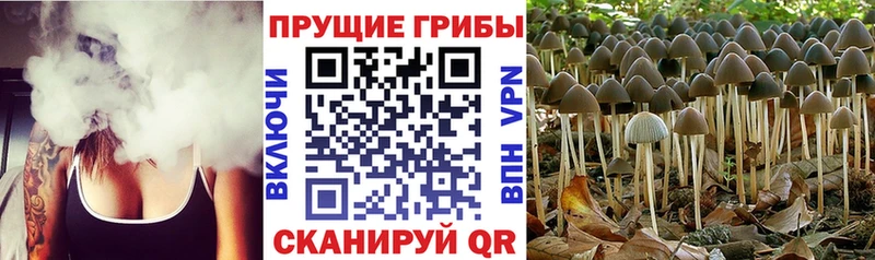 Купить где  Осинники  Псилоцибиновые грибы мухоморы 